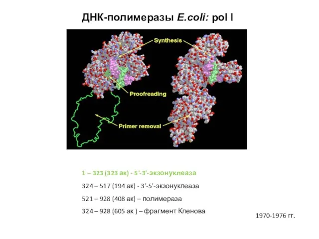 1 – 323 (323 ак) - 5'-3'-экзонуклеаза 324 – 517 (194