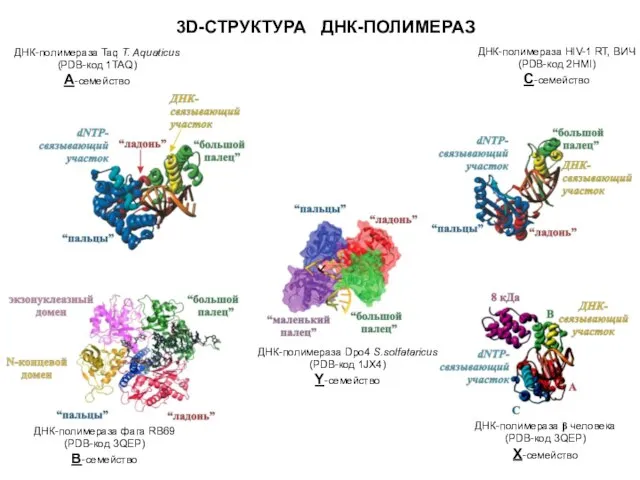 3D-СТРУКТУРА ДНК-ПОЛИМЕРАЗ ДНК-полимераза фага RB69 (PDB-код 3QEP) B-семейство ДНК-полимераза β человека