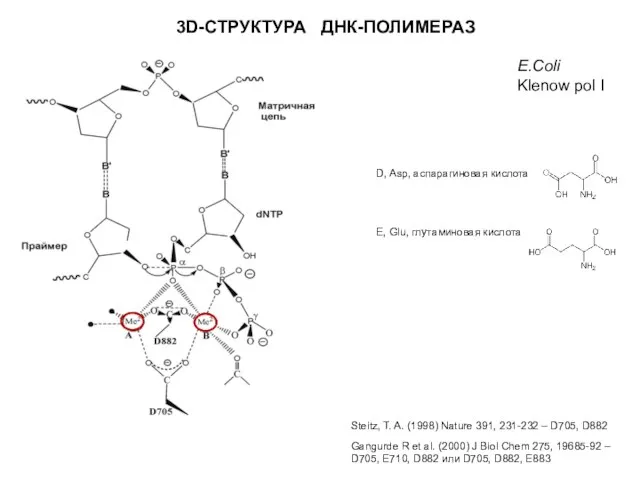 3D-СТРУКТУРА ДНК-ПОЛИМЕРАЗ D, Asp, аспарагиновая кислота Steitz, T. A. (1998) Nature