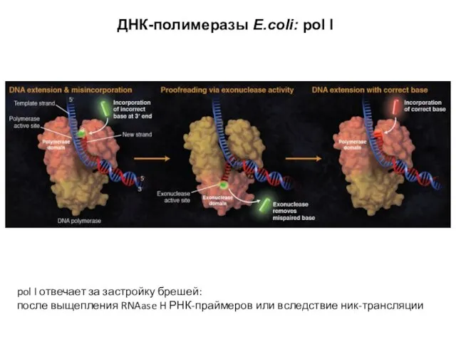 ДНК-полимеразы E.coli: pol I pol I отвечает за застройку брешей: после