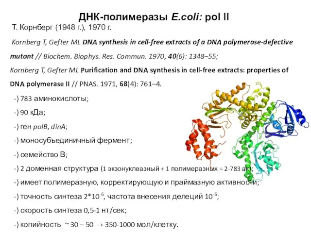 ДНК-полимеразы E.coli: pol II T. Корнберг (1948 г.), 1970 г. Kornberg