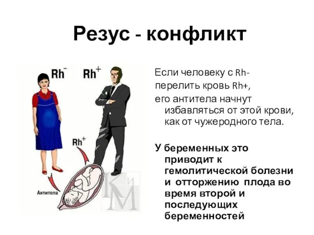 Резус - конфликт Если человеку с Rh- перелить кровь Rh+, его