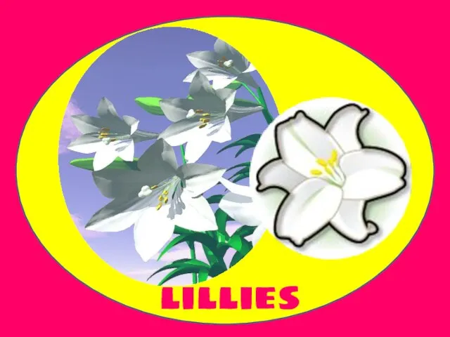 lillies