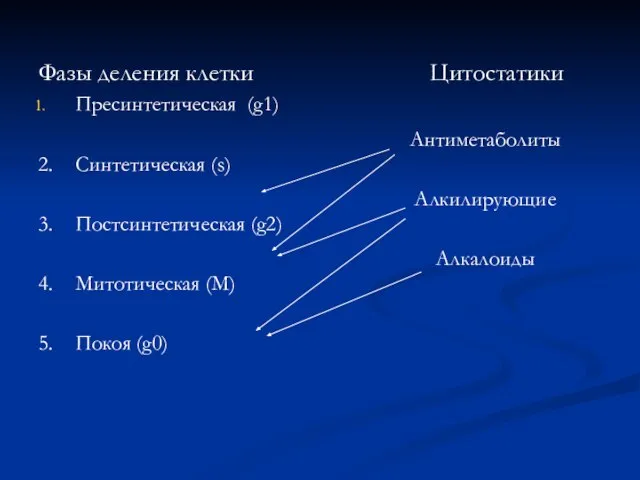 Фазы деления клетки Пресинтетическая (g1) 2. Синтетическая (s) 3. Постсинтетическая (g2)