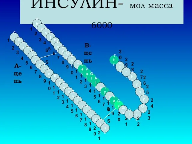 ИНСУЛИН- мол масса 6000 Gle Ile Val Glu Gln Cys Cys