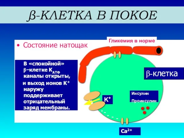 Состояние натощак K+ Glu t-2 + β-клетка Гликемия в норме Ca2+