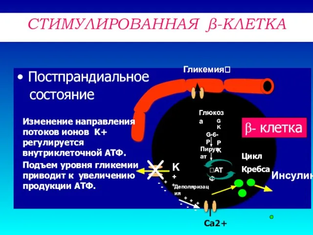 Постпрандиальное состояние ?АТФ Глюкоза G-6-P GK PK Пируват K+ Инсулин Деполяризация