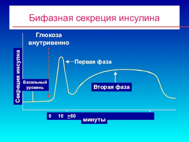 Бифазная секреция инсулина 0 10 >60 минуты Первая фаза Вторая фаза