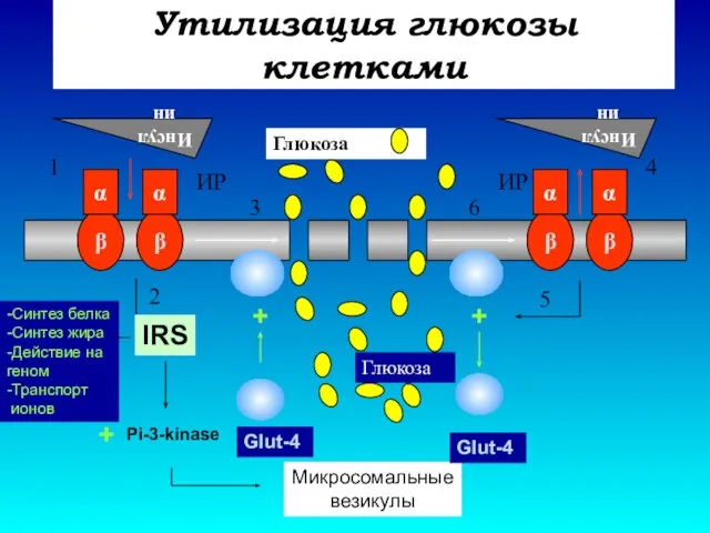 Утилизация глюкозы клетками β β β β Инсулин Инсулин Глюкоза 1