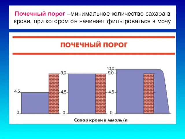 Почечный порог –минимальное количество сахара в крови, при котором он начинает фильтроваться в мочу