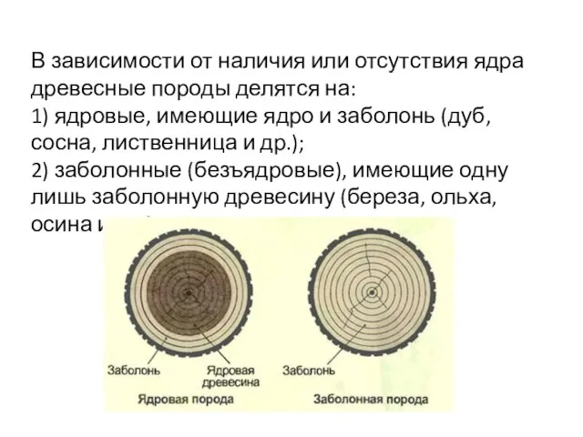 В зависимости от наличия или отсутствия ядра древесные породы делятся на: