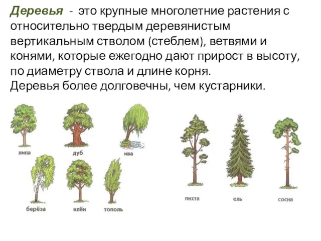 Деревья - это крупные многолетние растения с относительно твердым деревянистым вертикальным