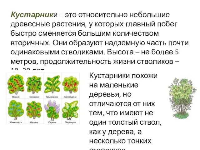 Кустарники похожи на маленькие деревья, но отличаются от них тем, что