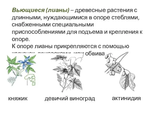 Вьющиеся (лианы) – древесные растения с длинными, нуждающимися в опоре стеблями,