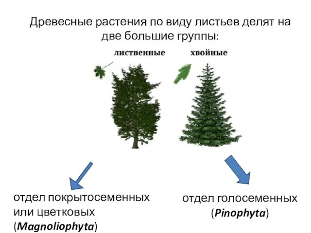 Древесные растения по виду листьев делят на две большие группы: отдел