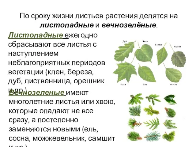 По сроку жизни листьев растения делятся на листопадные и вечнозелёные. Листопадные