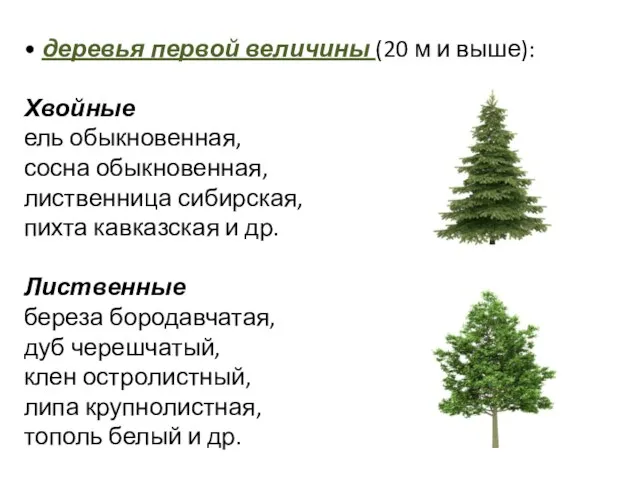 • деревья первой величины (20 м и выше): Хвойные ель обыкновенная,