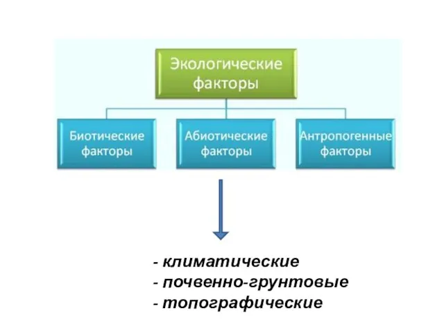 - климатические - почвенно-грунтовые - топографические