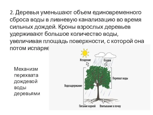 2. Деревья уменьшают объем единовременного сброса воды в ливневую канализацию во