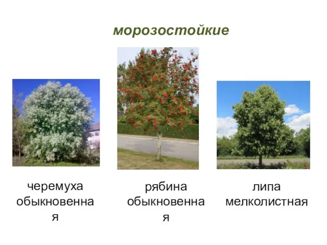 морозостойкие черемуха обыкновенная липа мелколистная рябина обыкновенная