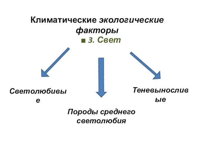 Климатические экологические факторы ■ 3. Свет Светолюбивые Породы среднего светолюбия Теневыносливые