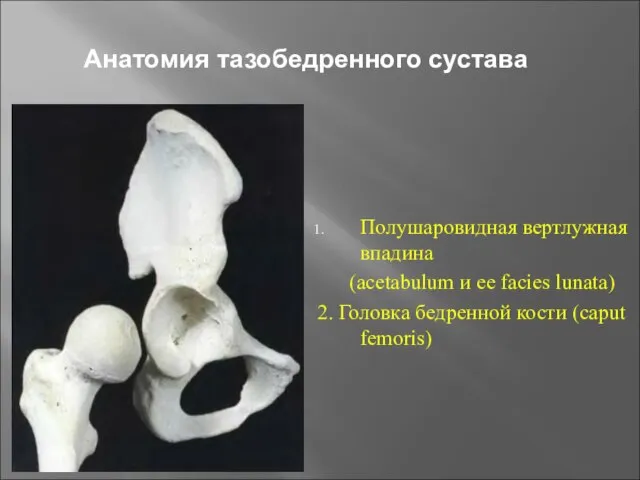 Анатомия тазобедренного сустава Полушаровидная вертлужная впадина (acetabulum и ее facies lunata)