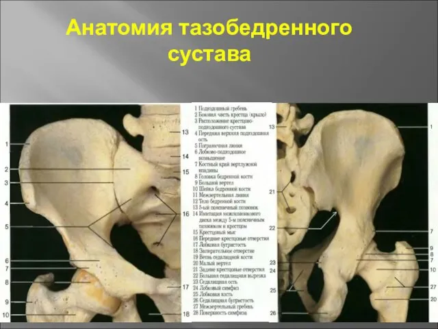 Анатомия тазобедренного сустава