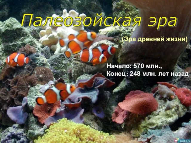 Палеозойская эра (Эра древней жизни) Начало: 570 млн., Конец : 248 млн. лет назад