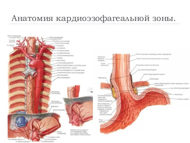 Анатомия кардиоэзофагеальной зоны.