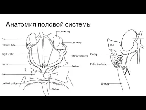 Анатомия половой системы