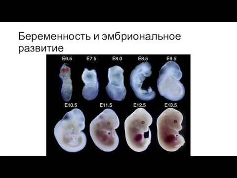 Беременность и эмбриональное развитие