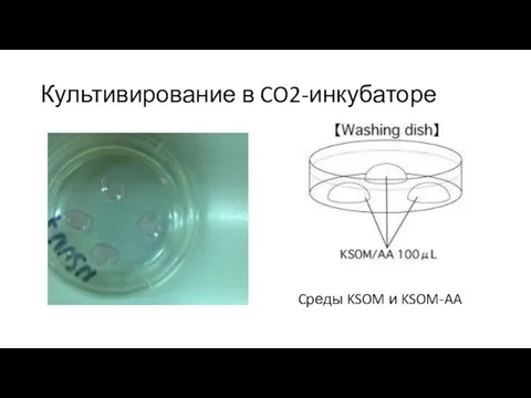 Культивирование в CO2-инкубаторе Cреды KSOM и KSOM-AA