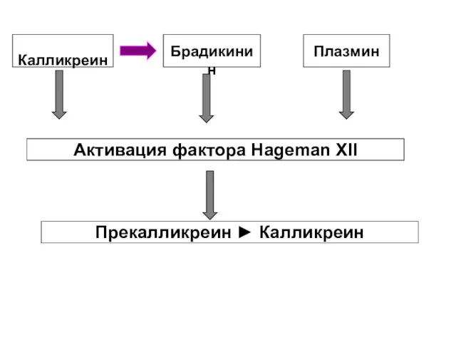 Калликреин Брадикинин Плазмин Активация фактора Hageman XII Прекалликреин ► Калликреин