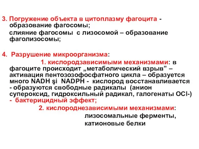 3. Погружение объекта в цитоплазму фагоцита - образование фагосомы; слияние фагосомы