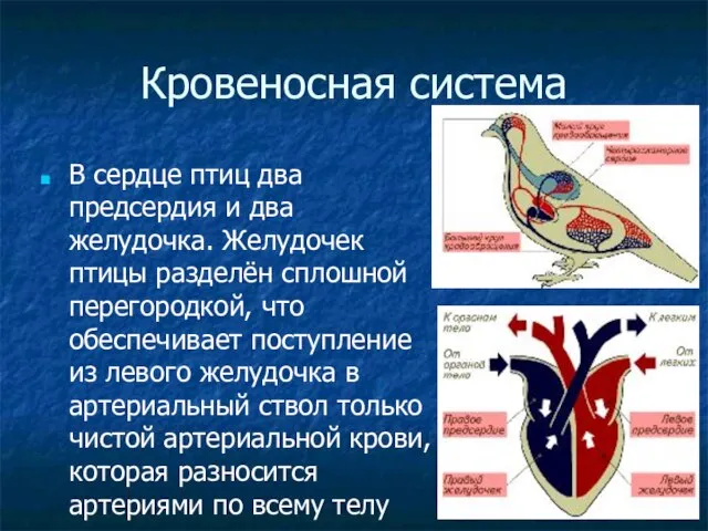 Кровеносная система В сердце птиц два предсердия и два желудочка. Желудочек