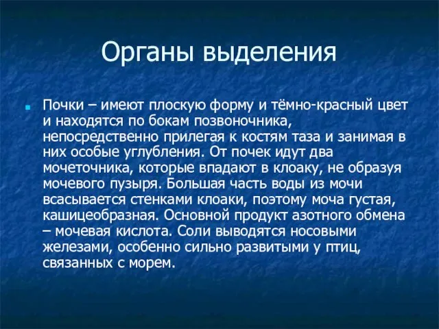 Органы выделения Почки – имеют плоскую форму и тёмно-красный цвет и