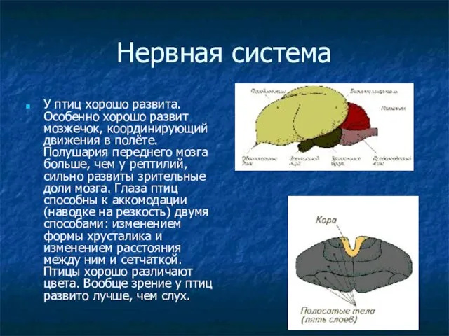 Нервная система У птиц хорошо развита. Особенно хорошо развит мозжечок, координирующий