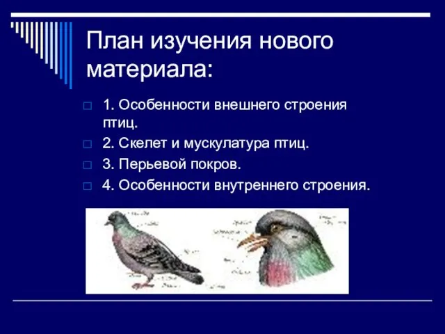 План изучения нового материала: 1. Особенности внешнего строения птиц. 2. Скелет