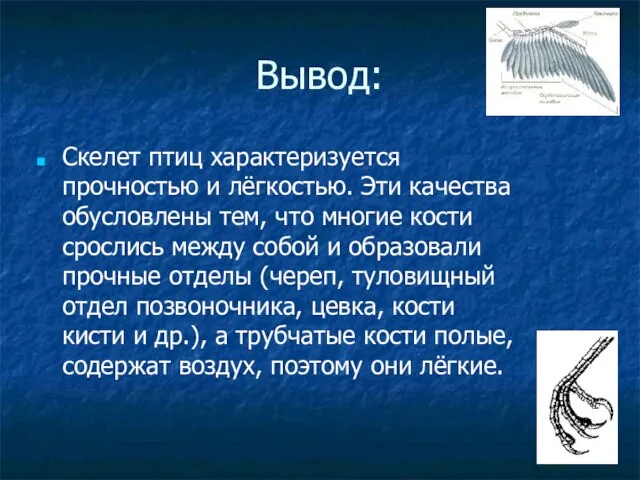 Вывод: Скелет птиц характеризуется прочностью и лёгкостью. Эти качества обусловлены тем,