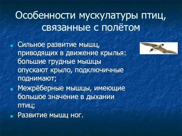 Особенности мускулатуры птиц, связанные с полётом Сильное развитие мышц, приводящих в