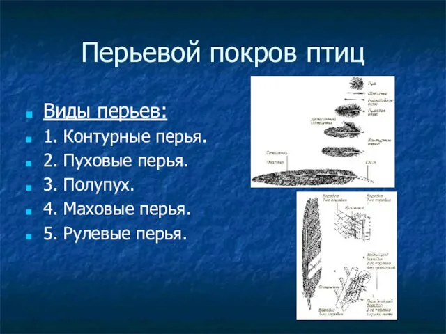 Перьевой покров птиц Виды перьев: 1. Контурные перья. 2. Пуховые перья.