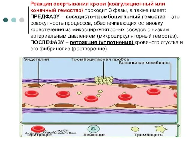 Реакция свертывания крови (коагуляционный или конечный гемостаз) проходит 3 фазы, а