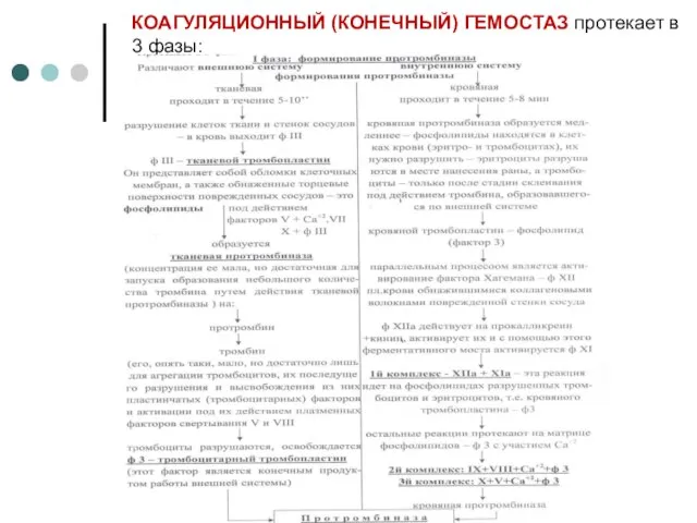 КОАГУЛЯЦИОННЫЙ (КОНЕЧНЫЙ) ГЕМОСТАЗ протекает в 3 фазы: