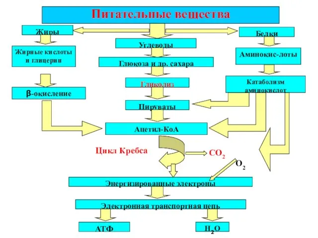 Питательные вещества Жиры Белки Углеводы Глюкоза и др. сахара Гликолиз Пируваты