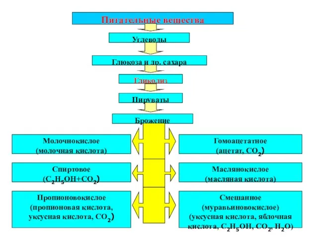 Питательные вещества Углеводы Глюкоза и др. сахара Гликолиз Пируваты Брожение Молочнокислое