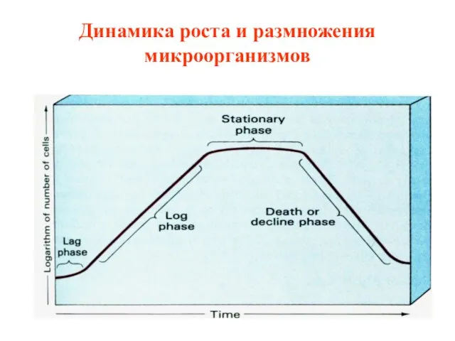 Динамика роста и размножения микроорганизмов