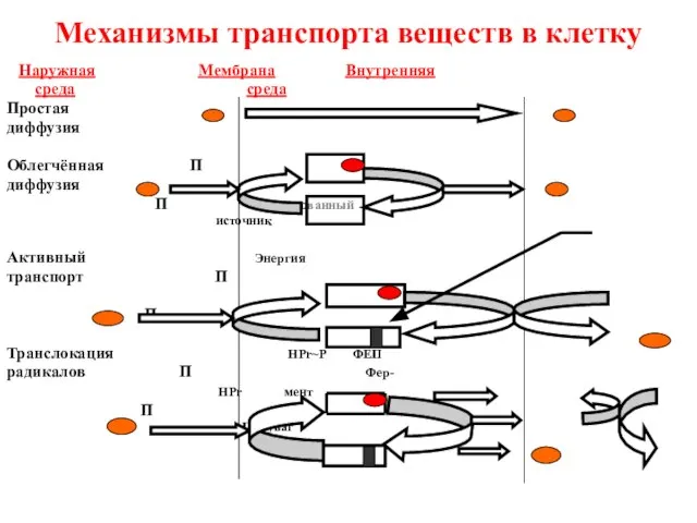 Механизмы транспорта веществ в клетку Наружная Мембрана Внутренняя среда среда Простая