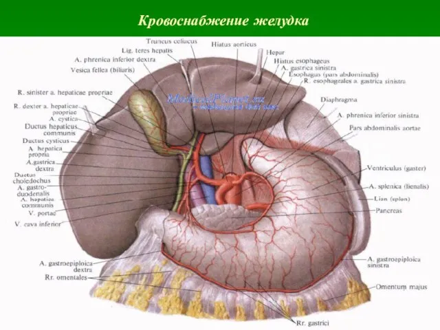 Кровоснабжение желудка