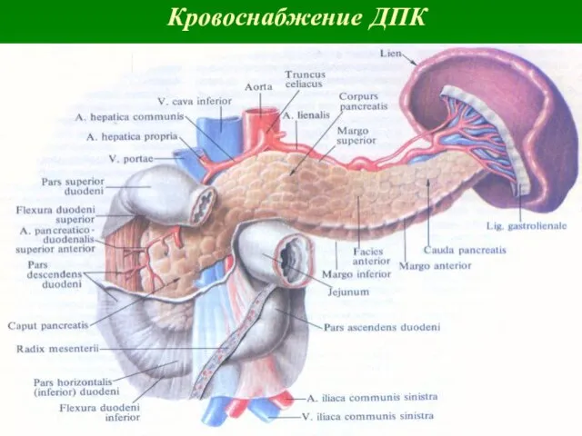 Кровоснабжение ДПК