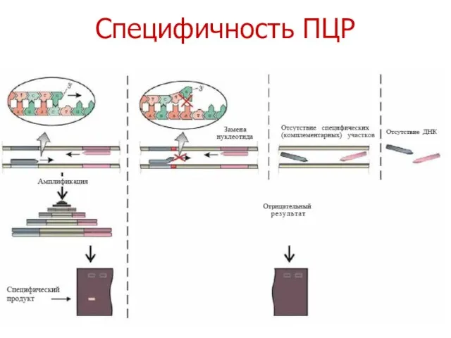 Специфичность ПЦР